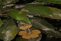 Paracroton integrifolius